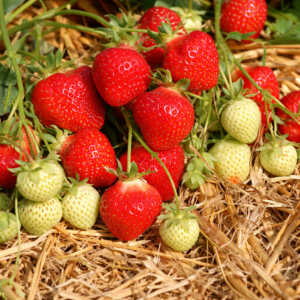 Allegro Braškių Daigai