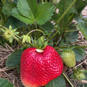 Verdi Braškių Daigai