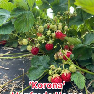 Korona braškių daigai