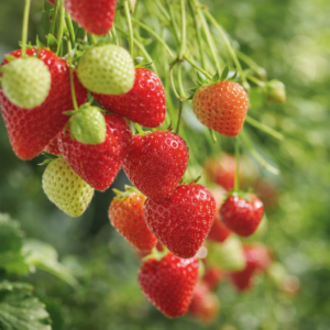 Parlando Braškių daigai