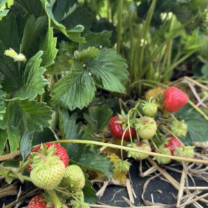 Sonata Braškių Daigai