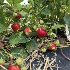 Symphony Braškių Daigai