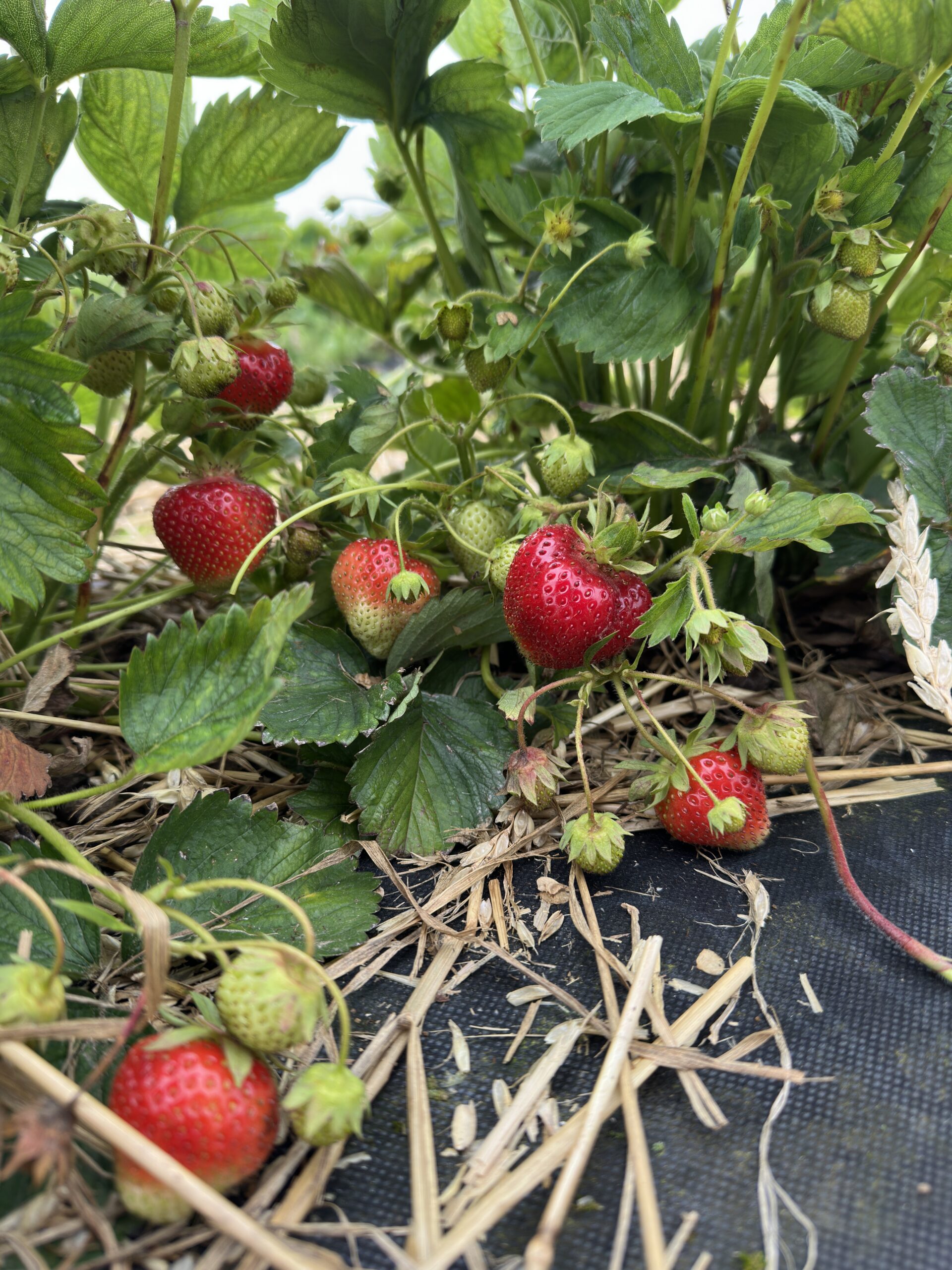 Symphony Braškių Daigai