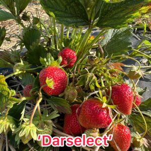 Darselect	Braškių daigai