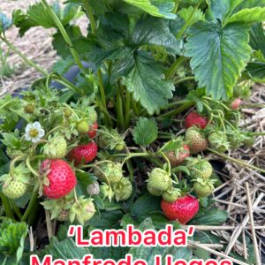 Lambados Braškių Daigai