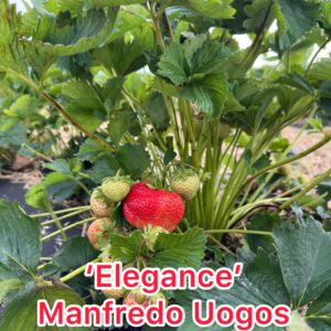 Elegance braškių daigai