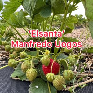 Elsanta braškių daigai