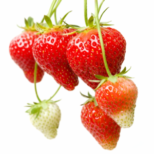 Selva Svyrančios (remontantinės)