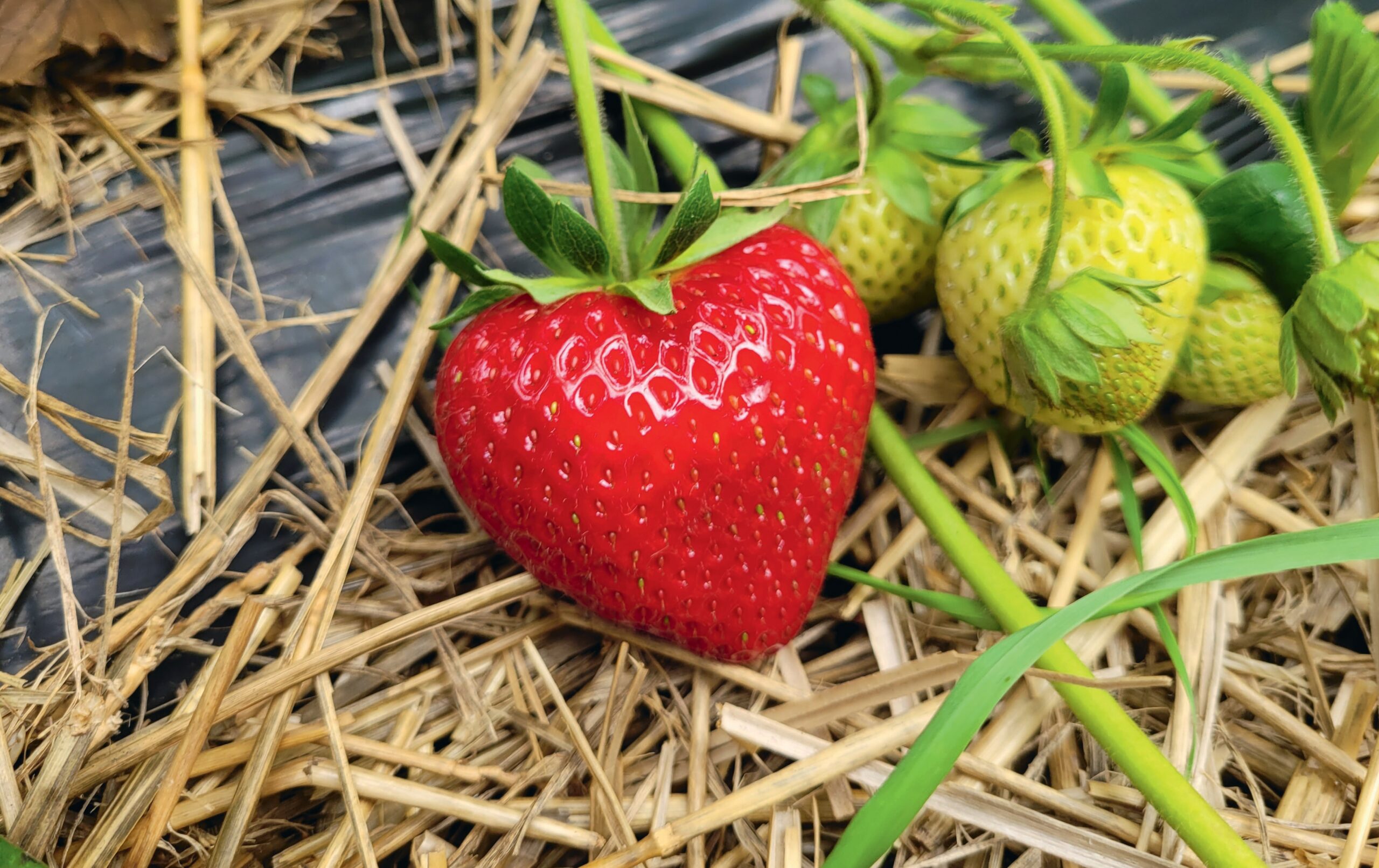 Ravellia braškių daigai - Image 3