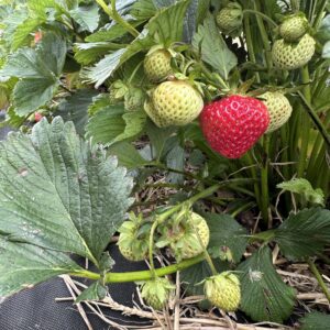 Ravellia braškių daigai