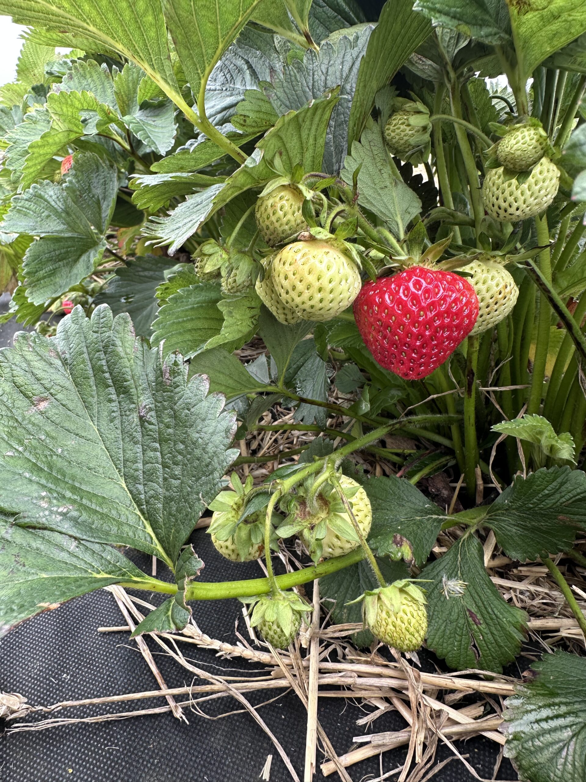 Ravellia braškių daigai