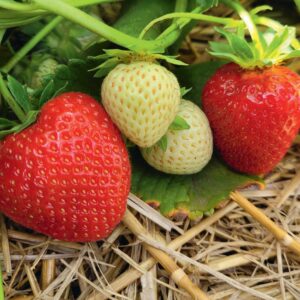 Cadenza Braškių Daigai