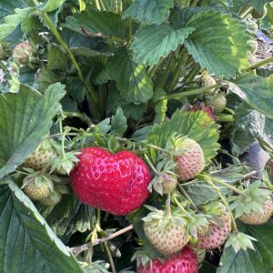 Sonsation Braškių daigai