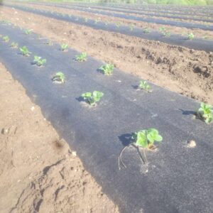 Agro plėvelė juoda, plotis 1.20m, storis 50g/m, rulone 100m - Su skylėmis 33x33 cm